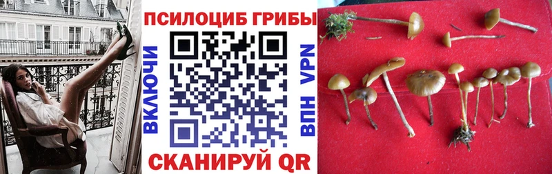Псилоцибиновые грибы Cubensis  Невьянск 